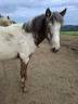 Pouliche PP RBP (crois&eacute;e Appaloosa Fondation)