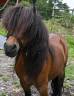 Un charmant couple de poneys shetland - 1500.- les deux