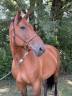 Jument 11 ans CSO amateur 115