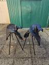 1 Lot de 2 selles amazones PHOENIX avec équipements 