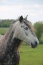 Poney loisirs 9 ans