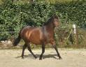 Jument Pure Race Espagnole 