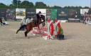 Hongre 5 ans de Vigo d’Arsouilles 