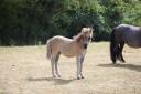 POULAIN SHETLAND PP GRULLO