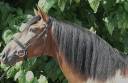 Un PRE dressage