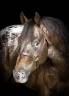 Appaloosa 