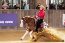 Quarter horse 