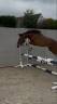 Poney pie