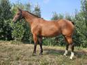 Jument SF 7 ans
