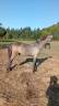 Poulain camargue