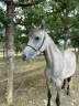 Super ponette D 