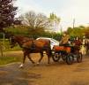 Calèche poney 4 places adultes de 2015