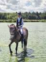 Connemara PP 7 ans hongre