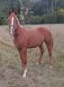 Poulain 1 an à vendre