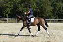 Vends cheval de 4 ans aux origines prestigieuses 