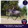 Jeune cheval gris, mental en or