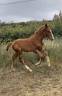 AV ou ÉCHANGE foal sf 
