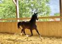 SF 6 ans par Canto
