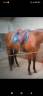 Selle de dressage WOW 