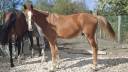Poney 1 an PFS par King Kong star d'&eacute;t&eacute;