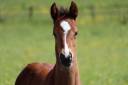 Poulain 1 an SF par Consult DL Vie