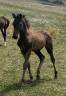 Top foal sf par Candy de Nantuel 