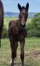 Foal mâle sf joker x Vleut x quidam 
