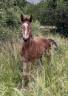 Chic foal sf 
