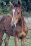 Chic foal sf 