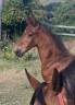 Foal sf sport 