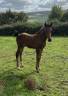 Foal sf sport 