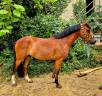 Poney NF 5ans