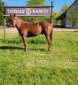 – Cheval Quarter Horse Keywest du TR –