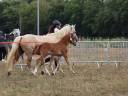 Pouliche Co alezane souche sport