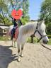 Poney welsh/pur sang arabe 