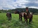 Jeunes chevaux à vendre 