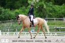 Magnifique Palomino SF X Lusitanien