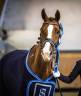Hongre Dressage Maitre D'école