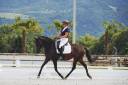 Jument Dressage Experience en compétition 