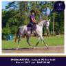 Superbe jument par MARTALINE issue famille d'obstacle