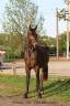Hongre dressage Emotion St val/Karamel de Lauture
