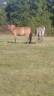 2 jeunes chevaux hongres 