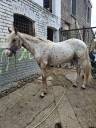 Jeune appaloosa 2 ans pp