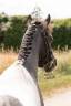 Poney, 128 cm , onc