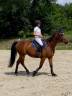 CHEVAUX CCE