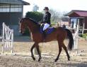 Tres belle jument 12 ans 