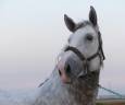 Un jeune cheval qui impressionne