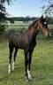 POULICHE DRESSAGE 2025