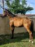 Cheval idéal pour balade 