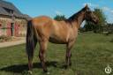 Paint horse - Dakota du TR